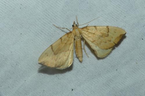 Réf. 234 365 : Gandaritis pyraliata